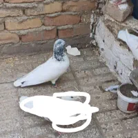 کفتر
