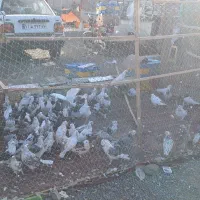 گنجه و تور کبوتر