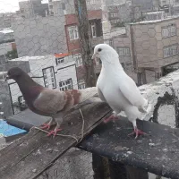 طوقی اویناق شازده  سرول سفید