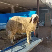 بره قوچ داشتی|حیوانات مزرعه|اسلامآباد غرب, |دیوار