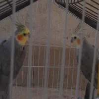 ۲ عدد عروس هلندی