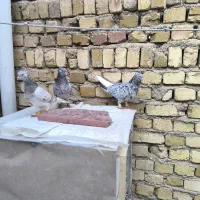 کبوتر|پرنده|تاکستان, |دیوار