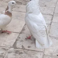کبوتر