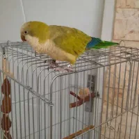 طوطی راهب سبز گمشده