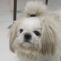 سگ  آپارتمانی