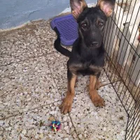 واگذاری توله سگ ژرمن