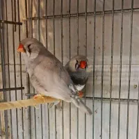 فنچ|پرنده|قم, ولیعصر|دیوار