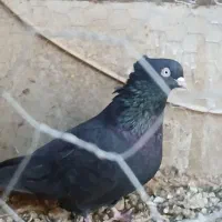 دوعددنر فروشی|پرنده|بافق, |دیوار