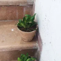 گل ارزون|گل و گیاه طبیعی|شیراز, انجیر|دیوار