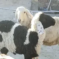 بره و بزغاله نر