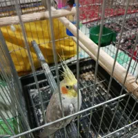 عروس هلندی نر