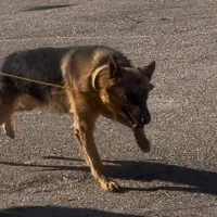 گمشده - سگ ژرمن نر
