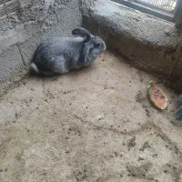 دوعدد خرگوش جاینت