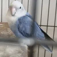 طوطی برزیلی مولد مارال|پرنده|اسلام‌شهر, شهرک انبیا|دیوار