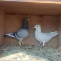 کبوتر|پرنده|شیراز, داریون|دیوار