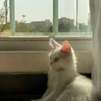 گربه پرشین|گربه|تهران, گمرک|دیوار