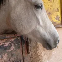 آموزش سوارکاری،سوارکاری تفریحی