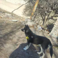 اسباب سگ ژرمن هاسکی