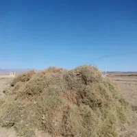 خارشترتمیز