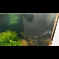 ماهی پنکوس شکاری باله بلند