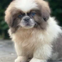 فروشی سیتژو عروسکی