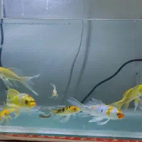 ماهی کوی سوپر باله|ماهی|یزد, |دیوار