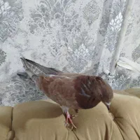 کبوتر ماده|پرنده|نوشین شهر, |دیوار