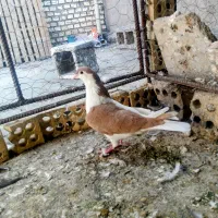 چپ زرد ماده