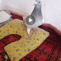 نر کفتر شامی شپر سفید