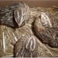 بلدرچین تخمگذار نژاد گوشتی