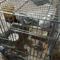 عروس هلندی مولد