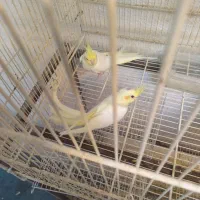 عروس هلندی جوان