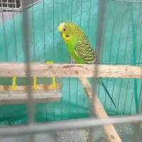 یک عدد مرغ عشق نر