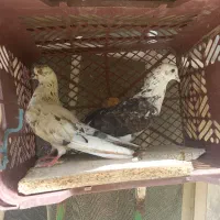 کبوتر