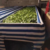 تراف چای|ماشین‌آلات صنعتی|لاهیجان, آهندان|دیوار