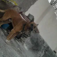 سگ نگهبان|سگ|قلعه نو, |دیوار