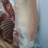 با علامت گوشت 580