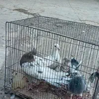 کفتربوم پرشی