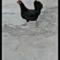 مرغ وخروس لری عشایری|حیوانات مزرعه|قشلاق دشت, |دیوار