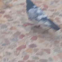 گرفتنی|حیوانات|اهواز, ۲۰۰۰واحدی|دیوار