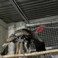 بوقلمون نر درجه یک درشت|حیوانات مزرعه|گرگان, |دیوار