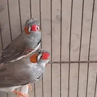 دوتا فنچ فکلی