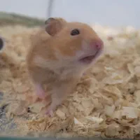 همستر قهوه ای نر