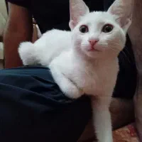 بچه گربه سفید