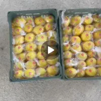 فروش لیمو سنگی تک پلاستیک