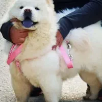 سگ چاوچاو ماده تربیت شده کیفیت بالا
