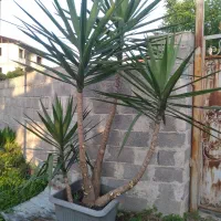 درخت یوکا گلدان ۶۰ آماده جابه جایی