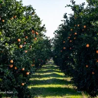 فروش پرتقال تامسون و خونی یکجا فوری