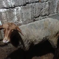 ماده کاوی‌جوان