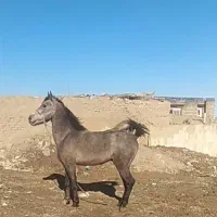 اسب جوان پرخون